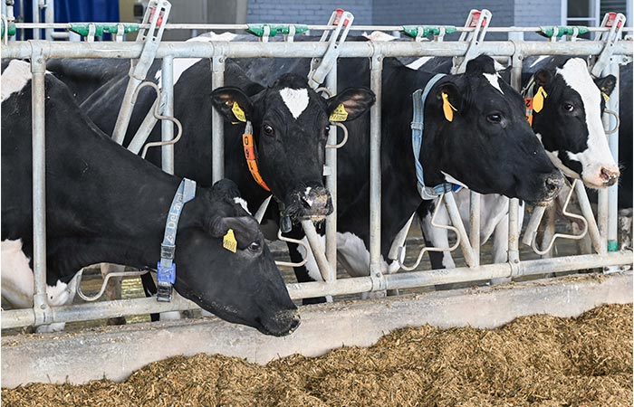 Минсельхоз ожидает рентабельность молочного скотоводства в 2025 году на уровне 22%