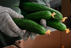 Огурцы в РФ с 17 по 24 февраля подешевели на 3,8%, впервые с конца сентября 2025 г.