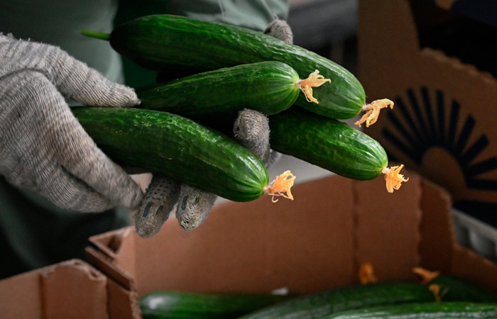 Огурцы в РФ с 17 по 24 февраля подешевели на 3,8%, впервые с конца сентября 2025 г.