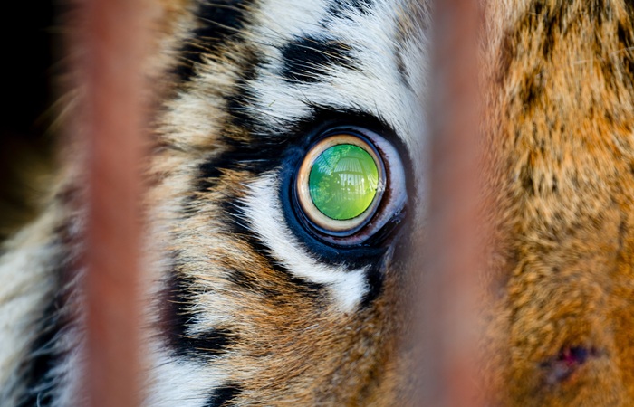 Охотившуюся в поселке тигрицу отловили в Еврейской автономной области