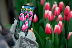 Объем рынка цветов в РФ в 2026 г. может достичь 500 млрд руб.