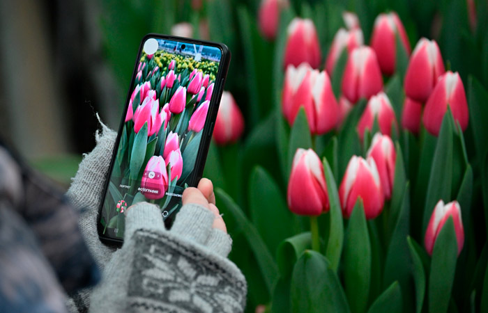 Объем рынка цветов в РФ в 2026 г. может достичь 500 млрд руб.