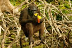 Что произошло в мире науки. Вечерний дайджест