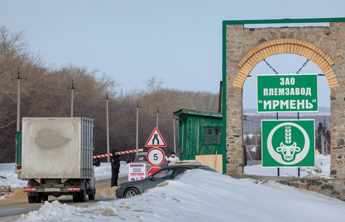 На новосибирском племзаводе "Ирмень" отрицают введение карантина