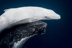 Что произошло в мире науки. Вечерний дайджест