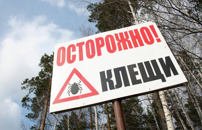 Популяция клещей в России в 2026 году прогнозируется более многочисленной из-за снежной зимы