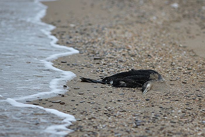 Более 200 погибших птиц обнаружили на побережье Анапы