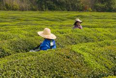 ����� � I �������� ������ ������� ��� � �� �� 14%, �������� �������� ���� ����� �����