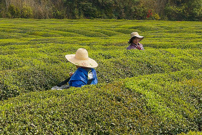 Китай в I квартале снизил экспорт чая в РФ на 14%, нарастил поставки кофе почти вдвое