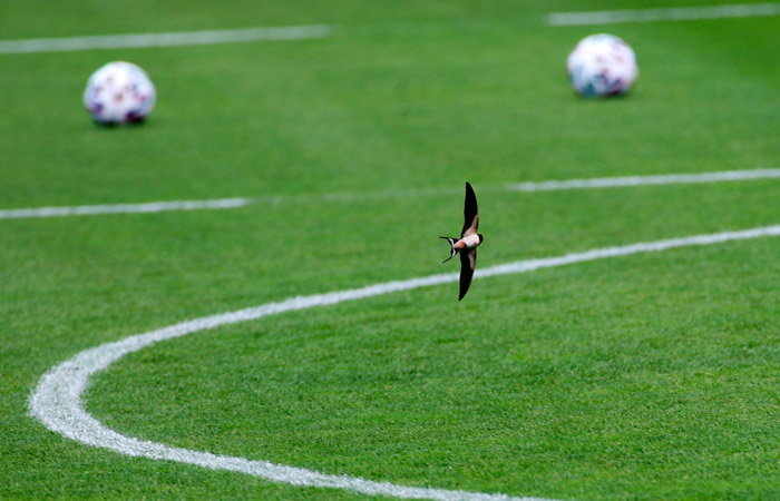 Минспорт ужесточил лимит на легионеров в РПЛ