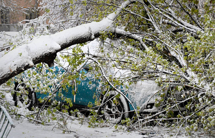 В Подмосковье из-за падения деревьев пострадали семь человек