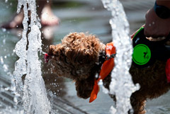 В Думу внесен законопроект о едином реестре домашних животных и их маркировании