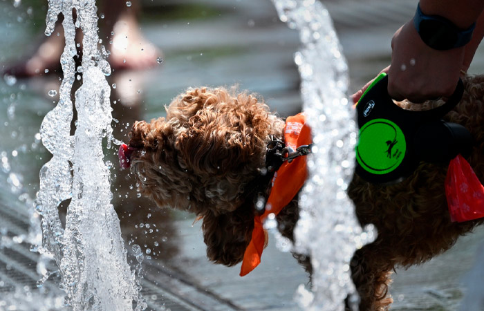 В Думу внесен законопроект о едином реестре домашних животных и их маркировании
