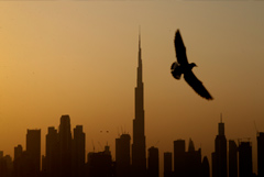 � ��� ���� ����������� ���������� �������� � ����