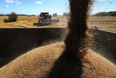 РФ к настоящему времени собрала 75 млн т пшеницы, на 9 млн т больше прошлогоднего