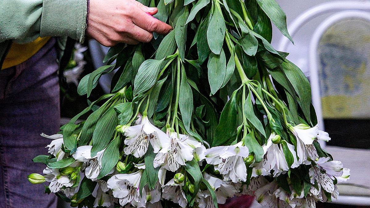Эксперты подсчитали, что в среднем один россиянин покупает 13 цветов в год